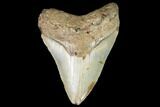 Fossil Megalodon Tooth - North Carolina #99861-1
